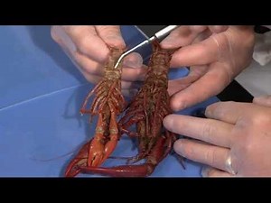 Detailed Crayfish Dissection: Part I (Jr. High, High School and College Review)