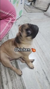 Pug ears only on chicken 🐶🍗 #pug #dog #puppy #cute #reels #share #shorts #mypug #cuteanimal