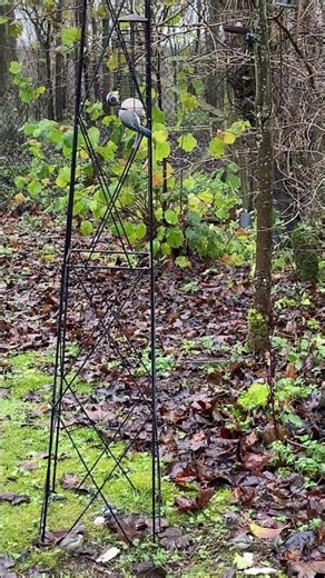 Rare Dunnock, Coal Tits & Blue Tits Visit the Feeder | Garden Birds ASMR