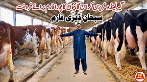 11K views · 350 reactions | Subhan Dairy Farm | Girlando Cow Farm |...