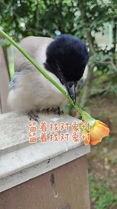 8K views · 399 reactions | Good morning from #China, and rose-loving Azure-winged Magpie (灰喜鹊,Cyanopica cyanus) hopes you all have a wonderful day. ❤️❤️❤️ #Chinese #nature #birds #wildlife #travel #peace #beauty #beautiful #love | Lin hillside | Facebook