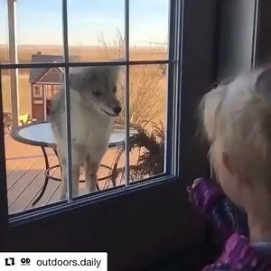 That a girl... #Coyote #Nofear #Predator | SNIPER HOG LIGHTS