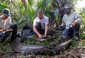 18-foot Burmese python largest-ever captured in Florida
