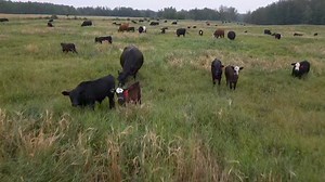 Greener Pastures Ranching on Reels