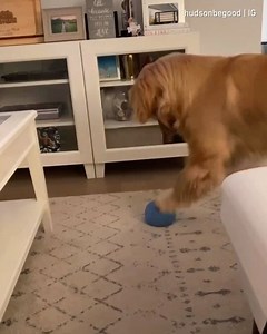 5.5K views · 169 reactions | When the beat drops Sound on By Hudsonbegood | Barked | Facebook