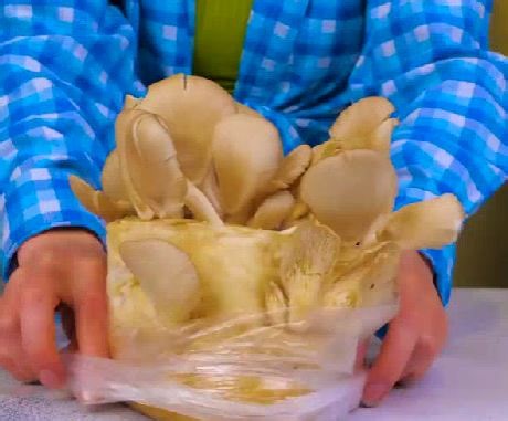 ¡Algunas formas fáciles de cultivar hongos comestibles! | Ideas en 5 minutos