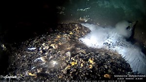 At around 40 days post-hatch, the White-tailed Tropicbird chick is looking more and more like an adult each day. Take note of the chick's incoming juvenile plumage as it stretches out in its nest cavity on Nonsuch Island, Bermuda.🏝️ Watch it grow LIVE at http://AllAboutBirds.org/Tropicbirds | Bird Cams