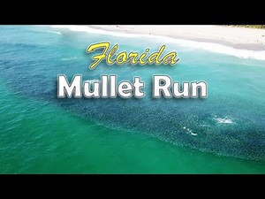 Florida Mullet Run 2020 | Sharks, Tarpon, & More | Drone Footage