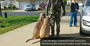 #BellaJ and #Bodhi... Private Instruction Reinforcing Boundaries Tandem Leash Walking | Canine Obedience And Correction Agency, COACA LLC