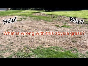 Why is this zoysia grass dying?