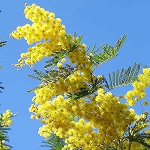 20 Rare Golden Mimosa Tree Seeds, Splendid Color, Beautiful Perennial Acacia Baileyana Tree, Striking Potted Home Garden Outdoor Tree Bonsai