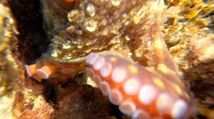 Octopus are curious, highly intelligent creatures. It’s hard to believe they share their lineage with snails and other mollusks! This curious individual shows a fascination - albeit hesitant at first - with our camera in a rock-pool off South Africa’s northern KwaZulu-Natal coastline. | A Wild Connection