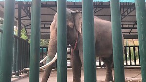 Friends of the Asian Elephant Foundation on Reels | Facebook