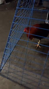 1.9K views · 54 reactions | Mag limber mona tayo ng manok natin #LimberManok #TenderChicken #SavoryFlavors #FilipinoDelicacy #MouthwateringMeals | Joy Barsaga Canale | Facebook