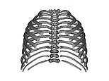 3D reconstruction shows the development of neanderthal rib cages