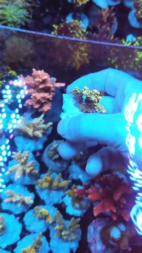 Acropora Cytherea Pikachu