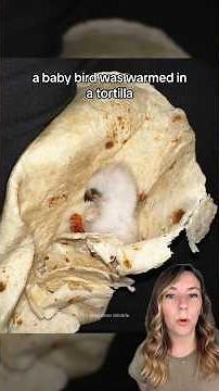 Baby bird warmed in tortilla during Texas backyard BBQ 🐦 #shorts