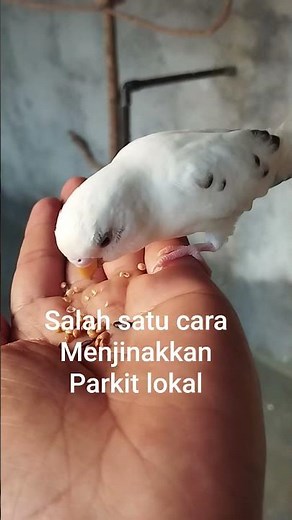 how to tame local parakeets #superiorbreeding #parrot #imronsantoso #lovebirds #birds #parakeets