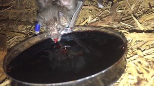 🦇❤️ 🦇 ❤️🦇❤️ 🦇 In addition to walking, running and even jumping, vampire bats actually lap blood—their exclusive food source—to stay nourished. Rather than sucking blood, these "sky pups" will create a small cut with their teeth on livestock or the occasional bird, a harmless action to whichever they choose, and lap it up with their tongues. Vampire bats cannot go very long without their nightly meal. Luckily, the generous ones of the colony, the adult females, are known to regurgitate blood 