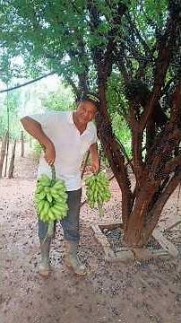 Wealth in the countryside! #countrylife #plants #fruits