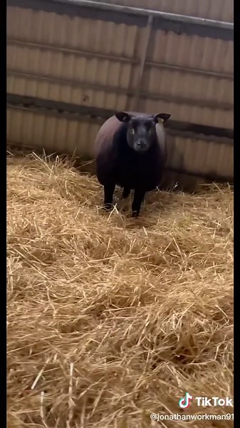 Lot 82 for stranoler on the 17th . Some flash to this girl . March born lamb #pedigrees
