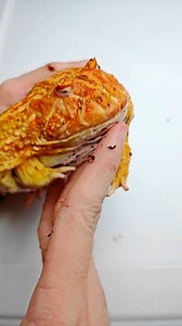 23K views · 596 reactions | Meet our newest #nonvenomous family member. Jabba. He appears to be a strawberry pacman morph #venomman20 #frog #pacmanfrog #amphibians #thicc | Venomman20 | Facebook