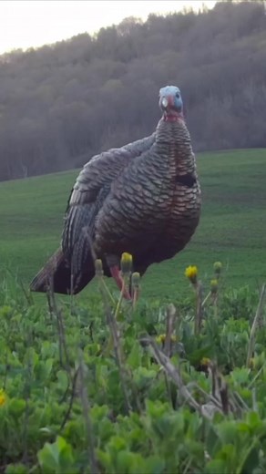 Get ready for turkey season with Tactacam 6.0! 🦃🎥 Shop now at TACTACAM.com Tactacam | Above The Game