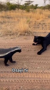 55K views · 2.6K reactions | Honey badger dodging and attacking female black panther, paw swipe and growls, handheld safari video style. #fblifestyle #animals #wildlife | Toiletboy1 fans page | Facebook