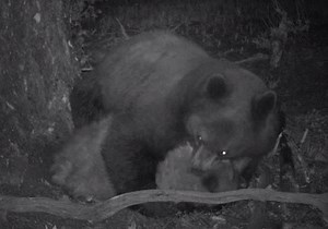 Video: Grisly Bear-on-bear Killing Caught on Trail Cam | OutdoorHub