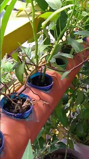 DIY Urban AQUAPONICS w/ Goldfish & Koi.