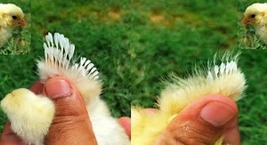 Dr. Arshad Veterinary Clinic on Reels