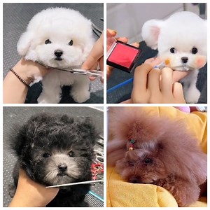 The Most Adorable Puppies You'll See Today | Pretty Cool | Facebook