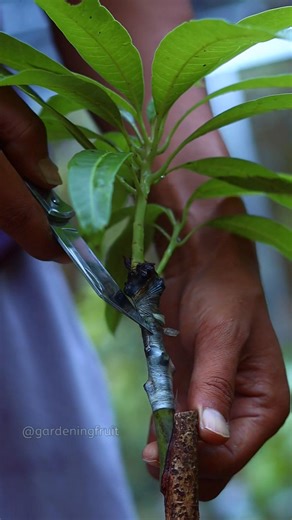 Grafted mango plants | GardeningFruit