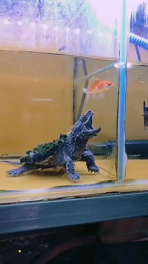 Alligator Snapping Turtle 'makan rakus #kurakura #hewanpredator #AlligatorSnappingTurtle #hewanair | AQUA VISTA