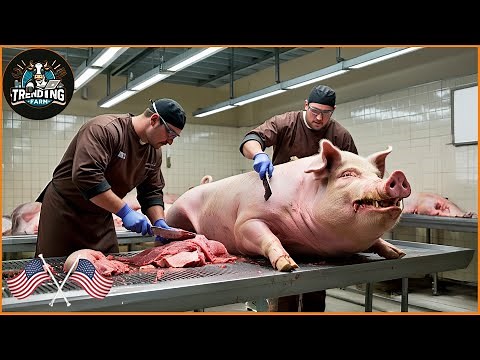 Incredible ! How Does The Rivalea Pig Processing Factory In Australia Operate? | Pig Farm