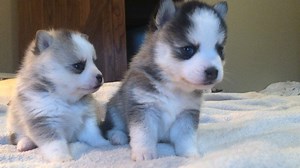 3.6K views · 494 reactions | Micro Pomsky, Nick  | Ocean View Precious Pomskies | Facebook
