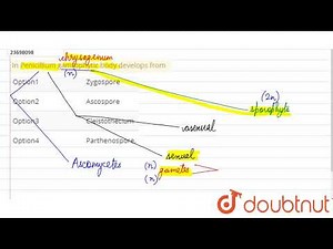 In Penicillium gamtophytic body develops from