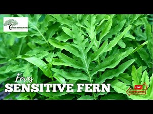 SENSITIVE FERN - TN NURSERY