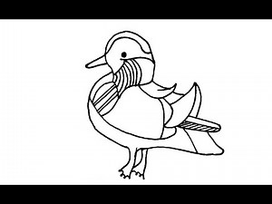 How to Draw a Duck / Mandarin Species