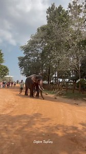 44K views · 2.1K reactions | පින්නවල පණ්ඩුල © Ceylon Tuskers | Ceylon Tuskers | Facebook