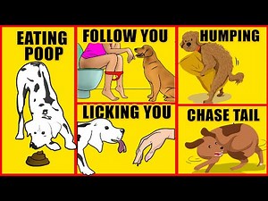 Awkward Dog Behaviors Explained