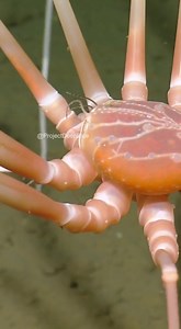 Its body is so small its organs are stored in its legs. Nature is crea... #seaspider #deepsea #giant #AI | Project Deep Blue