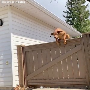 62K views · 1.3K reactions | He found true happiness! | Power of Positivity | Facebook