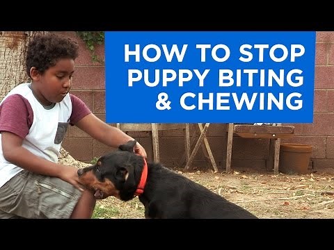 How to Stop Puppy Biting and Chewing
