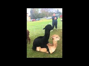 Llamas Mating