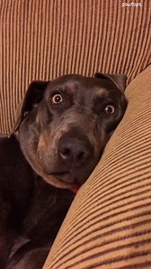 4.6K reactions · 201 shares | POV: You fart and your dog questions your existence  #pawtapzMoment #viralvideo #foryou #reelsinstagram #trending #dogreactionvideo #petcomedy #funnyanimals #prank #petvideos #dogantics #laughoutloud #petcommunity #dogowners #sharethelaughs #reelsoftheday #viralpet #watchtilltheend | kute_petz | Facebook