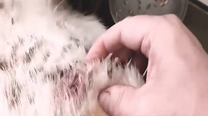 Removal of the maggots from helpless dog #7
