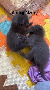 Pet Placement Center—TN Humane Animal League on Reels