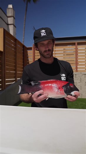 19K views · 160 reactions | Must Try! Chipotle Sheepshead Ceviche...