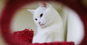 Disparition inquiétante : une femme de 83 ans retrouvée grâce à son chat